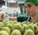 El mango ecuatoriano se acerca al mercado coreano